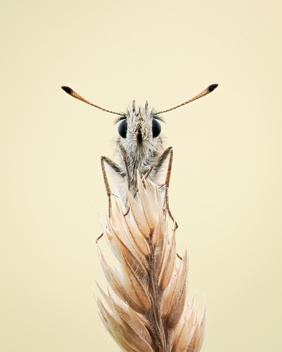 SILVER SPOTTED SKIPPER by Gary Honeysett